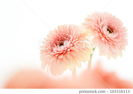 明亮的粉紅色非洲菊花 103316113