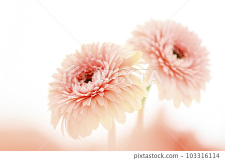 明亮的粉紅色非洲菊花 明亮的粉紅色非洲菊花 103316114