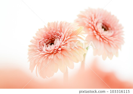明亮的粉紅色非洲菊花 明亮的粉紅色非洲菊花 103316115
