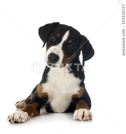 puppy Appenzeller Sennenhund 103316157