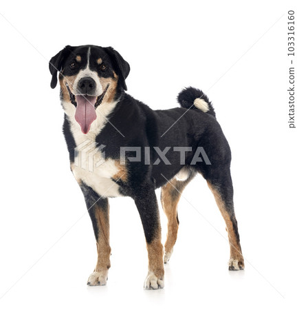 adult Appenzeller Sennenhund 103316160