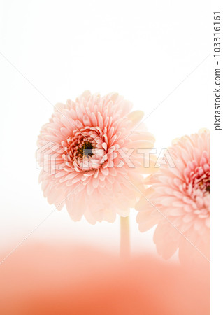 bright pink gerbera flower bright pink gerbera flower 103316161