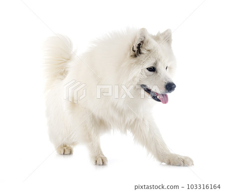 samoyed dog in studio samoyed dog in studio 103316164