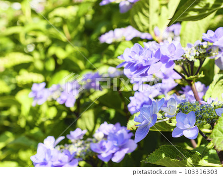 Hydrangea in Shimoda Park, Shimoda City, Shizuoka Prefecture (rainy season) 103316303