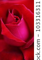 垂直顯示器桌面的深紅色激情 103316311