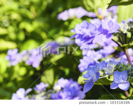 Hydrangea in Shimoda Park, Shimoda City, Shizuoka Prefecture (rainy season) Hydrangea in Shimoda Park, Shimoda City, Shizuoka Prefecture (rainy season) 103316386