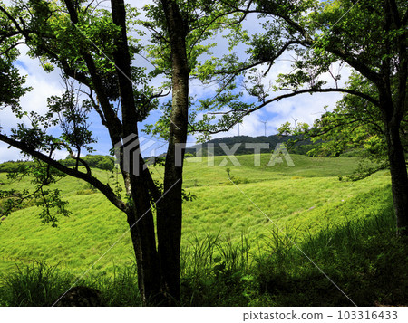 Early summer in Inatori Hosono Plateau, Shizuoka Prefecture 103316433