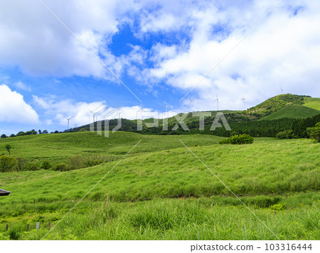 Early summer in Inatori Hosono Plateau, Shizuoka Prefecture 103316444