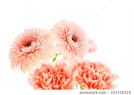 Bright pink gerbera and carnation flowers Bright pink gerbera and carnation flowers 103316529