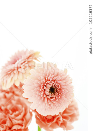 Bright pink gerbera and carnation flowers 103316575