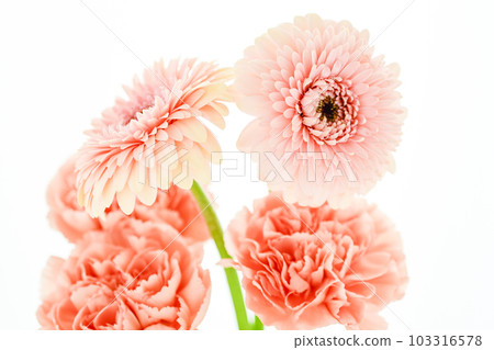 Bright pink gerbera and carnation flowers 103316578