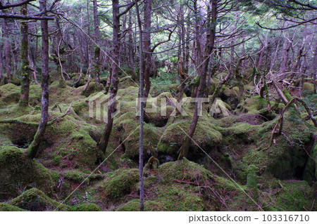 白駒池原始森林 103316710