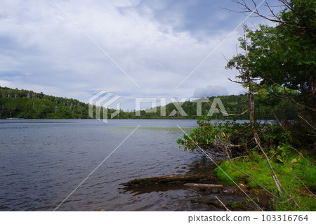  白色池塘池塘 103316764