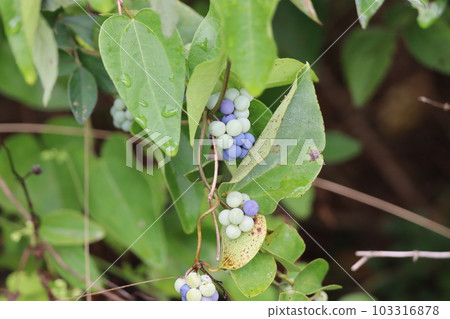 Pale green and bluish purple berries 103316878