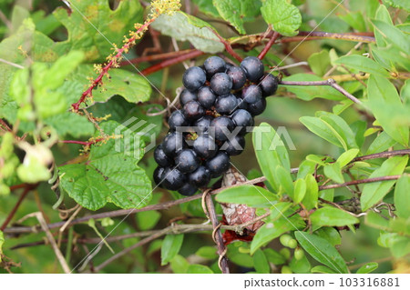 Black Ripe Crane Fruit 103316881