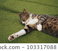 Cat B. 103317088