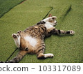 Cat C. 103317089