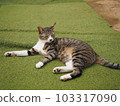 Cat D. 103317090