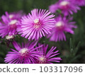 Meadowsweet 103317096