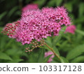 Shimotsuke 103317128