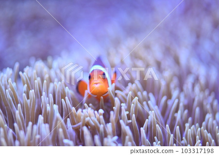 Clown anemonefish and sea anemones Clown anemonefish and sea anemones 103317198