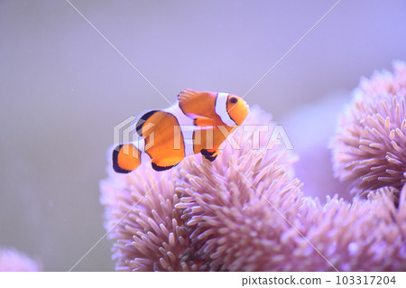 Clown anemonefish and sea anemones 103317204