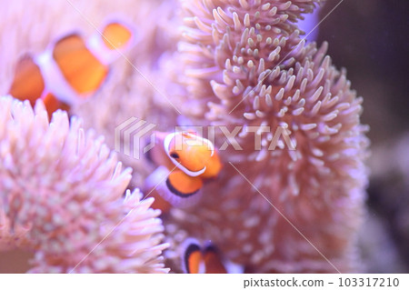 小丑anemonefish和海葵 103317210