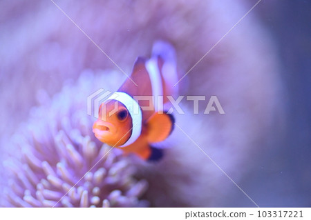小丑anemonefish和海葵 小丑anemonefish和海葵 103317221