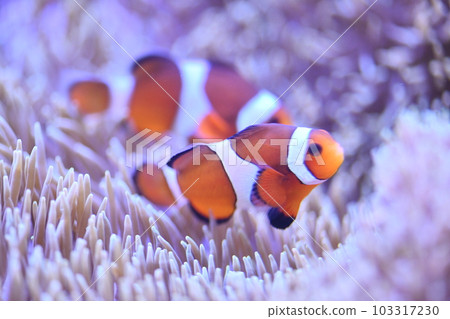 Clown anemonefish and sea anemones 103317230