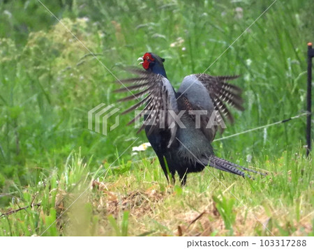 pheasant pheasant 103317288