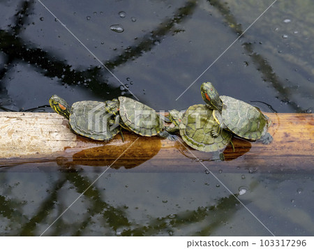 河裡今年出生的四隻小紅耳龜 103317296