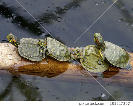 河裡今年出生的四隻小紅耳龜 103317297