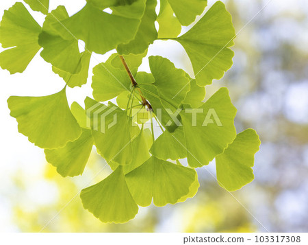 Young leaves of ginkgo biloba Young leaves of ginkgo biloba 103317308