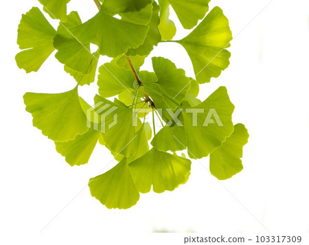 Young leaves of ginkgo biloba on white background 103317309