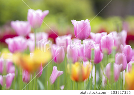 the most beautiful 103317335