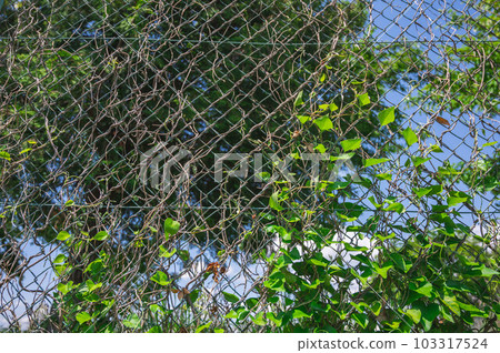 Astragalus entangled in the fence every year 103317524