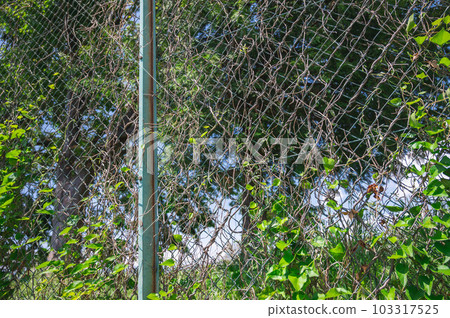 Astragalus entangled in the fence every year 103317525