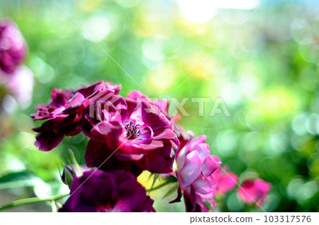 Flowers in a rose garden 103317576