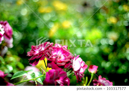 Flowers in a rose garden 103317577