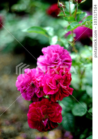 玫瑰花園裡的花 103317584