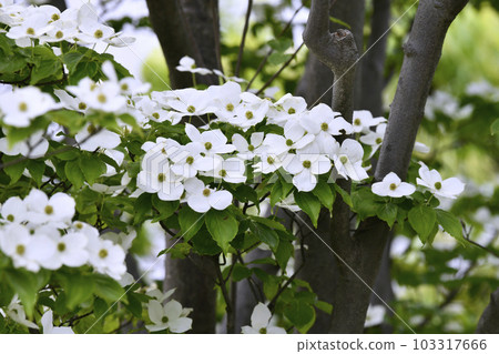 Cityscape of Yokohama, Japan Already in the season when the white flowers of the rainy season, Yamaboshi (Dousa) are in full bloom...The language of flowers is friendship = May 103317666