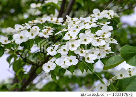 日本橫濱的街景 已經到了雨季的白花山星（土砂）盛開的季節...花的語言是友誼 = 五月 103317672