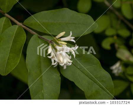女貞白花 103317724