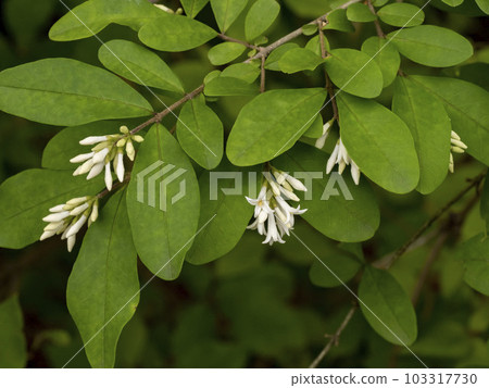White flowers of privet 103317730