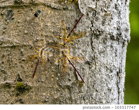 A male Orchid wasp that came to Hackberry A male Orchid wasp that came to Hackberry 103317747