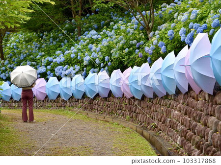 Umbrella and hydrangea Umbrella and hydrangea 103317868