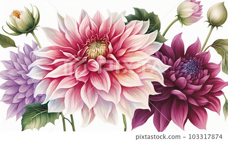 Dahlia flower watercolor painting - Stock Illustration
