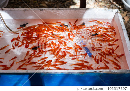 Goldfish scooping at a festival stall in Shinjuku, Tokyo 103317897