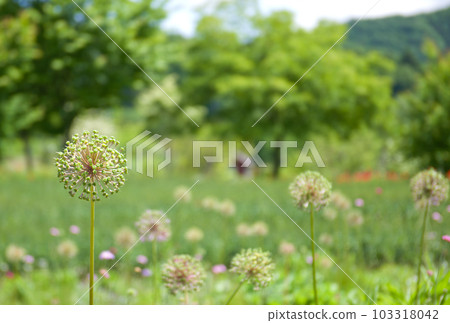 白巨花2 103318042