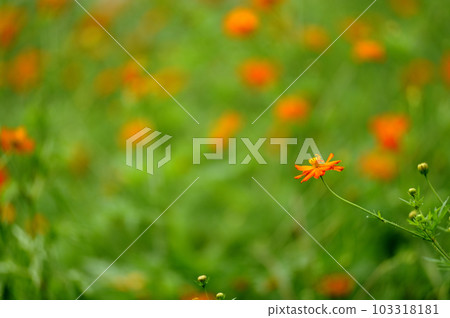 Autumn cherry blossoms 103318181